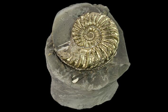 Pyritized (Pleuroceras) Ammonite Fossil - Germany #131121